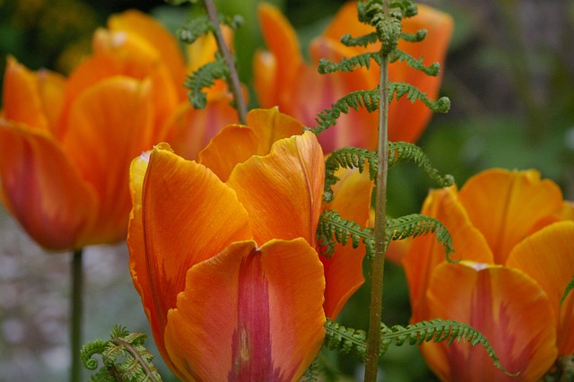 Tulipanløg til at skabe farverige haver